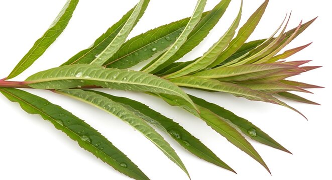 Green willow herb plant branch with water droplets