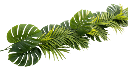 Isolated arrangement of monstera leaves and palm fronds for home decor, floral design