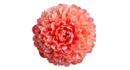 Isolated peony flower head, close-up beautiful single bloom, floral arrangement element