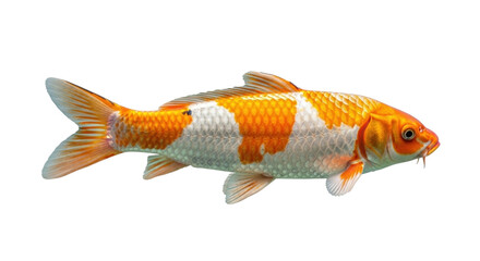 Isolated colorful Koi fish with orange and white markings, a popular pond pet species