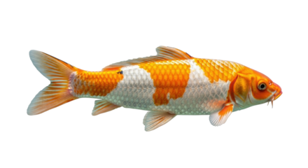 Isolated colorful Koi fish with orange and white markings, a popular pond pet species