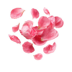 Pink Rose Petals Scattered with Water Droplets pink petals flower petals isolated on a transparent background