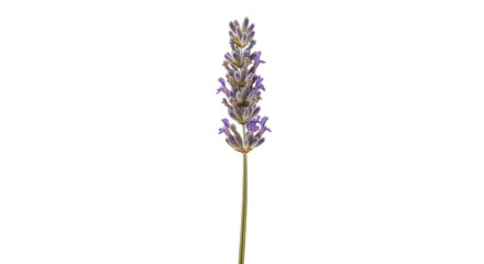 Isolated sprig of lavender flowers, fragrant purple blooms on a single upright stem © Marigold