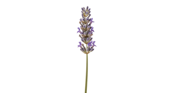 Isolated sprig of lavender flowers, fragrant purple blooms on a single upright stem