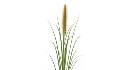 Isolated decorative ornamental grass plant for interior decoration, soft light, bright home decor