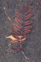 Fallen ferns glisten with dew on a cool autumn morning in a quiet forest path surrounded by earthy tones