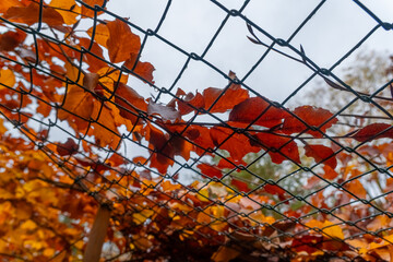Vibrant autumn leaves captured behind a net beneath a cloudy sky in a serene park setting
