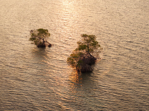Aerial view of small mangrove trees punctuating the rippling, golden expanse of the sea, illuminated by the sun's embrace, Goidhoo, Baa Atoll, Maldives.