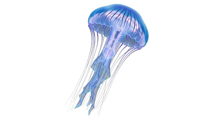 Isolated jellyfish aquatic sea life ocean animal illustration on transparent background