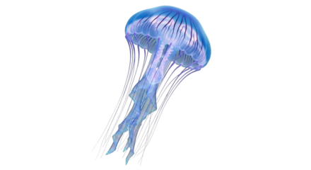 Isolated jellyfish aquatic sea life ocean animal illustration on transparent background