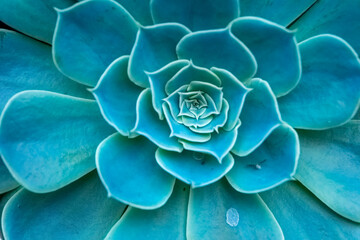 Close-up view of a vibrant succulent plant showcasing its stunning turquoise petals and intricate details under natural light in a serene setting