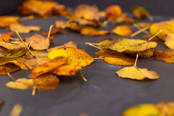 Colorful autumn leaves scattered on a black surface capturing the essence of fall's transition from green to gold