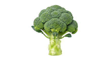 Isolated green broccoli stalk, raw ingredient for a vegan diet, healthy food choices, nutritious vegetable