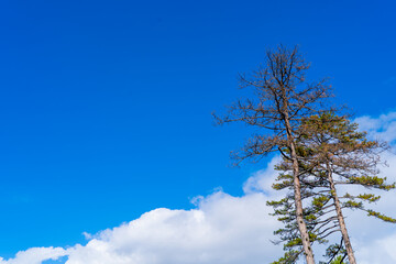 Tall Pine Trees Reach Into Bright Blue Sky With White Clouds In Open Outdoor Landscape