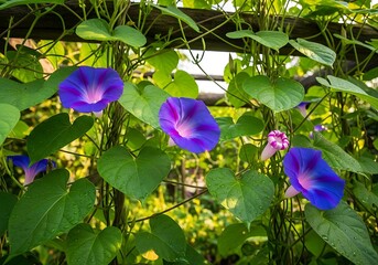 Morning Glories in Bloom - A Vibrant Display of Natures Beauty.