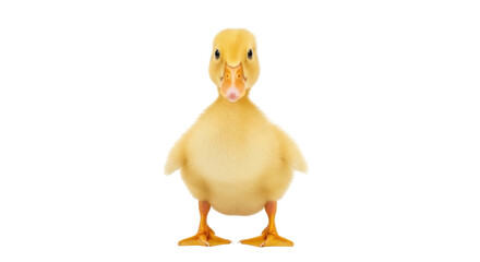 Isolated Baby Duckling Posing in Studio Photography, Cute Yellow Bird on Display, Farm Animal