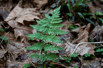 Green Fern Growing Among Autumn Leaves in Forest – Symbol of Renewal, Simplicity, and Life in Nature