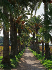 Vignes et palmiers dans le Var