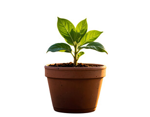 Businessman isolated._ - Firefly_plant in a pot