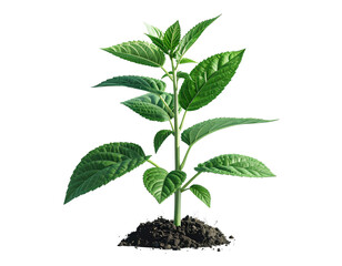 Collection of white minivan. Different angles and perspectives of white cars - Firefly_Plant png cut out element set