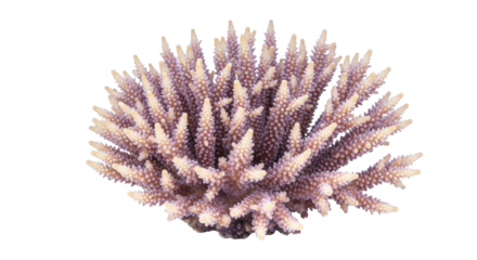 Isolated staghorn coral, a tropical marine invertebrate that lives in shallow reefs, nature