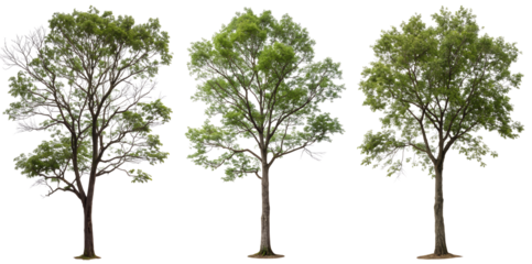 Green trees isolated on transparent background. Symbol of nature, ecology, growth, and life. Suitable for design, architecture, collages, and visualizations.