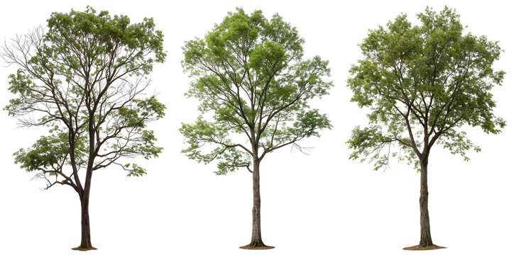 Green trees isolated on transparent background. Symbol of nature, ecology, growth, and life. Suitable for design, architecture, collages, and visualizations.