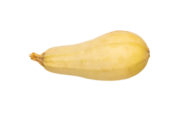 Fresh Butternut Squash Isolated on Transparent Background in Studio Shot Perfect for Fall Recipes