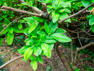 rhododendron leaves in Batumi Botanical Garden