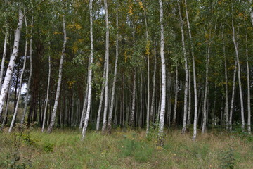 Fototapeta premium A beautiful birch forest landscape with numerous white trunks and green leaves. A tranquil, natural background of a dense European grove
