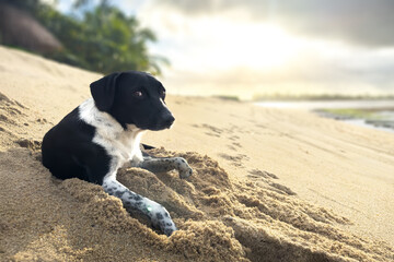 Black and white dog lying on the sand at Boca da Barra Beach, Boipeba, Bahia, Brazil