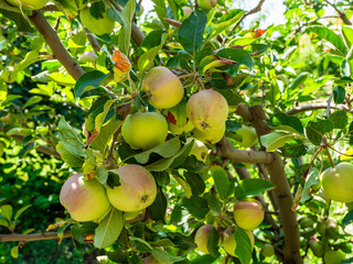 many apple fruits on tree branch in garden