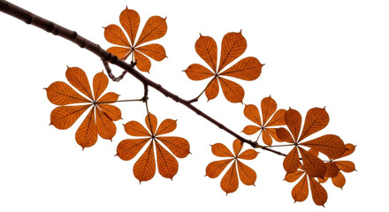 Isolated Chestnut Leaves on Branch Autumnal Foliage on a Tree Beautiful Brown Leaves