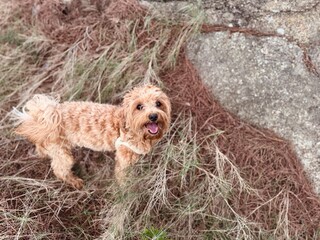 Adorable Small Fluffy Maltese or Poodle Mix Surrounded by Autumn Pine Leaves – Top View Pet Portrait