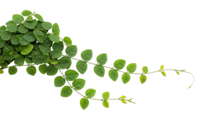 Lush foliage vine greenery plants botanical garden design on transparent background