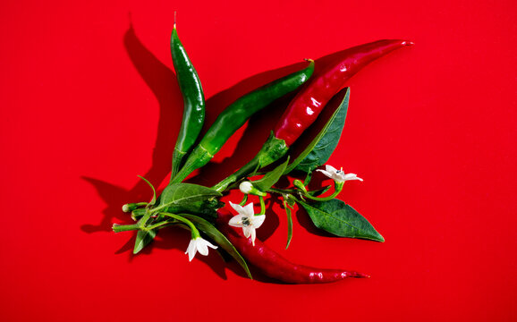 Red chili pepper red and green color, flowers, fruits and leaves, eco bio fresh red hot chilli peppers spice plant over red background. Flat lay, top view. 