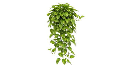 Trailing pothos plant vibrant foliage hanging greenery decor on transparent background