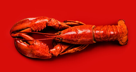 Lobster, Whole big lobster seafood, gourmet food, steamed lobster with big claws on red background, top view, flat lay, from above. Horizontal banner art design photo, close-up 