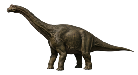 Isolated Brachiosaurus dinosaur walking on earth, extinct reptile with long neck, herbivore