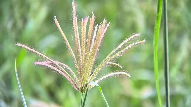 A grass seed head with multiple radiating spikes resembling an open hand or fan.