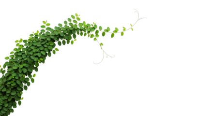 Isolated green vine foliage plant climbing design element on transparent background