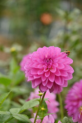 ピンク色のダリア