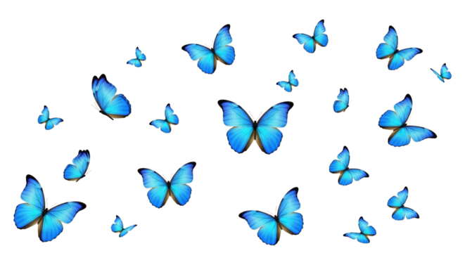 Beautiful azure butterflies flying on a plain background on transparent background