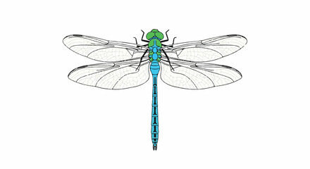 A colorful dragonfly vector illustration in a simple flat 2D style, depicting wildlife on a clean white background, capturing the essence of nature and summer.