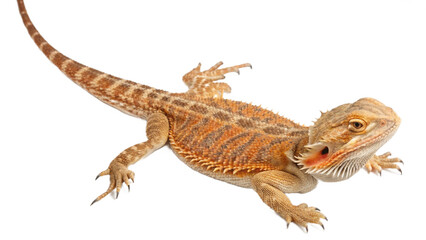 dragon, isolated on a transparent background PNG