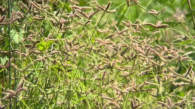 A dense field of wild grass topped with numerous star-shaped seed heads swaying gently.