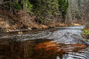 Amata River Flowing Through Forest in Latvia in November