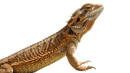 dragon, isolated on a transparent background PNG