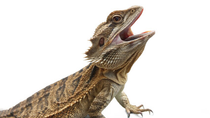 dragon, isolated on a transparent background PNG