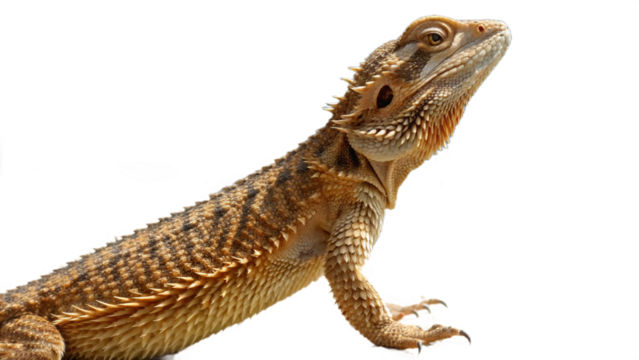 dragon, isolated on a transparent background PNG